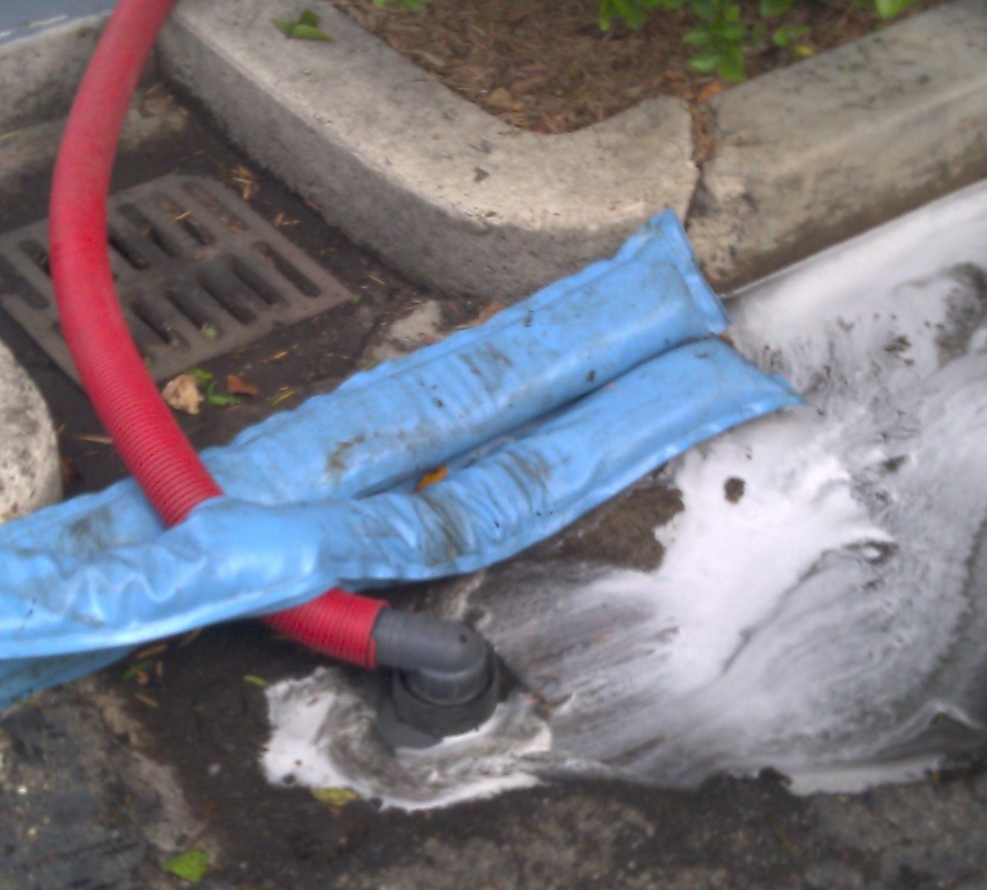 Sand Snake - Bull Dog Pro Sirocco